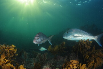 Australasian snappers Pagrus auratus on algae covered flat reef in late evening. Location: Leigh...