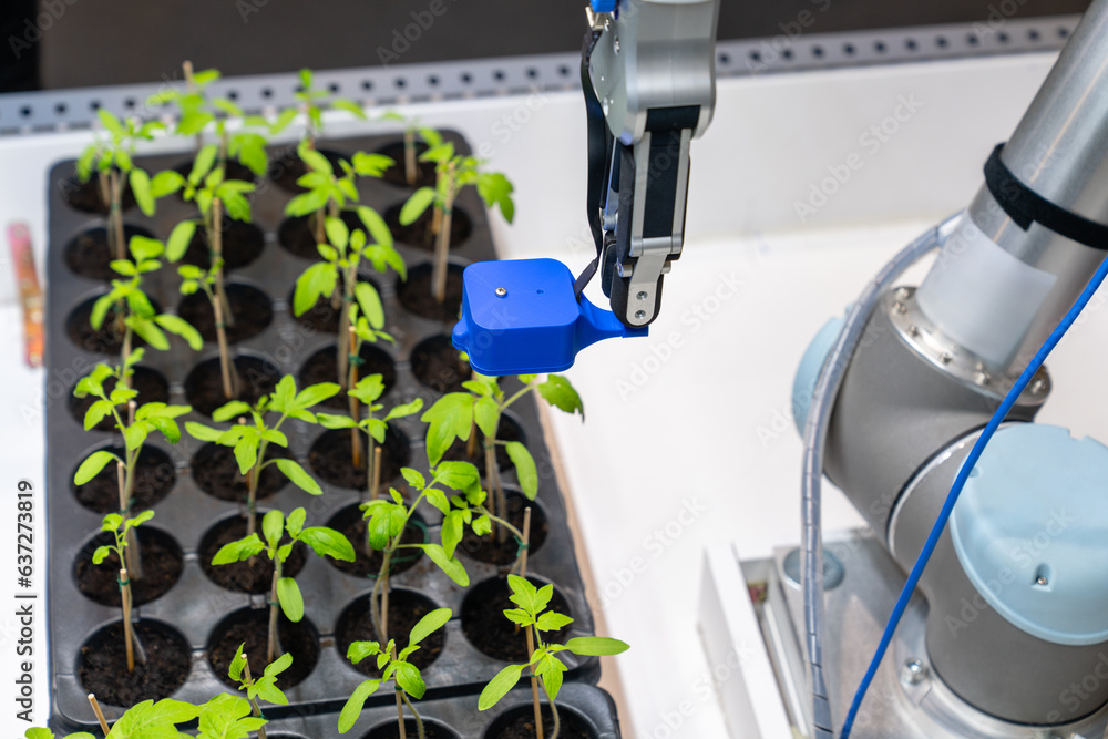Fototapete a robot in a greenhouse evaluates the quality of tomato seedlings using a sensor. smart farming conc