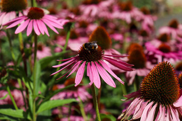 Coneflower Gathering