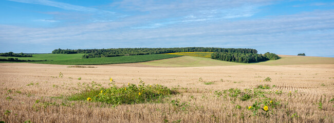 countryside landscape with fields and sunflowers near verdun in the north of france