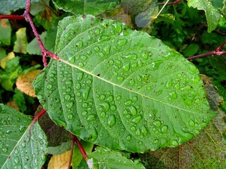 イタドリの雨粒