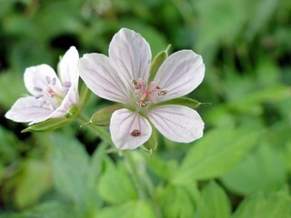 ゲンノショウコの花アップ