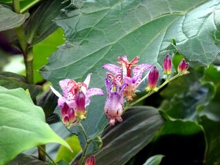 タイワンホトトギスの花