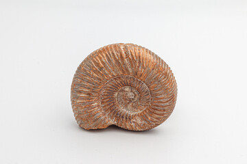 Ammonite of the genus Kranaosphinctes