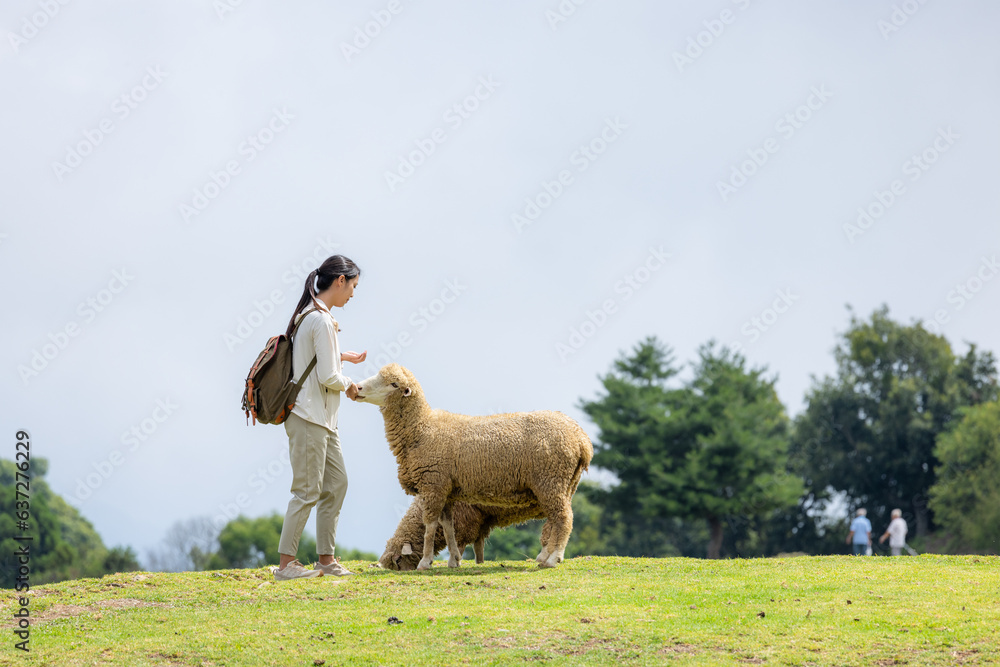 Wall mural Tourist woman feed sheep in Qingjing Farm