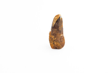 Mosasaur fossil tooth