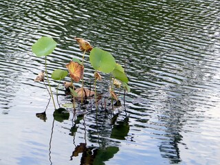 水面に浮かぶ蓮の葉