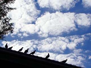 秋空と鳩