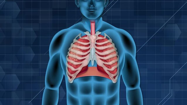 Medical animation of human respiratory system showing lung function.