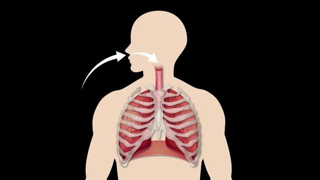 Medical animation showcasing the human respiratory system and lung function on a blue presentation background.