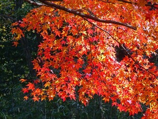 もみじの紅葉