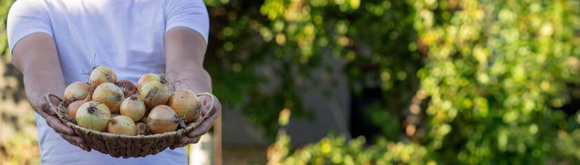 the farmer holds a basket with onions in his hands. Selective focus