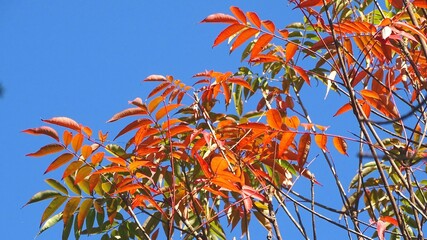 ヤマハゼの紅葉と青空