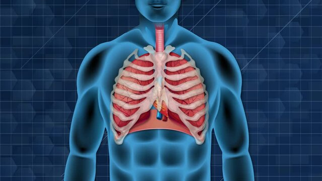 Animation of the human respiratory system showing lung function and heartbeat.