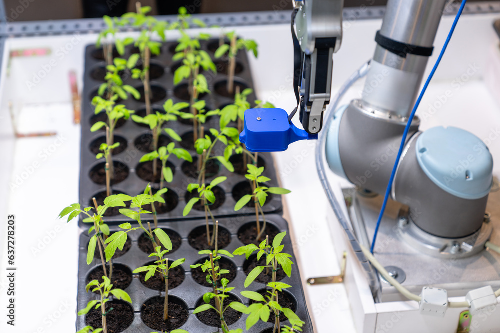 Fototapete A robot in a greenhouse evaluates the quality of tomato seedlings using a sensor. Smart farming concept.