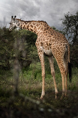 Wild majestic tall Maasai Giraffe in the savannah in the Serengeti National Park, Tanzania, Africa