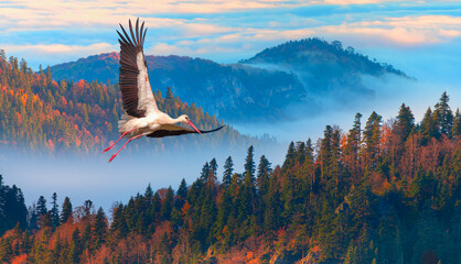 A white stork flying over colorful autumn trees - Yedigoller (Seven Lakes), Turkey