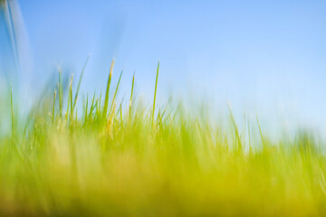 青空と芝生のイメージ