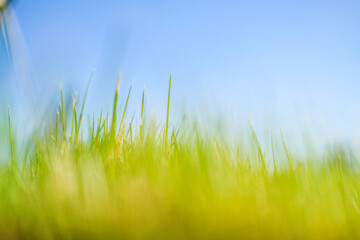 青空と芝生のイメージ
