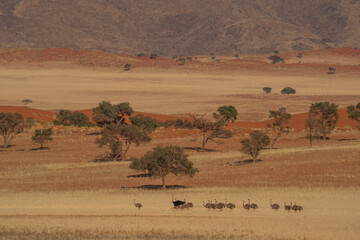Fototapeta na wymiar a flock of ostriches running in the Namibian desert