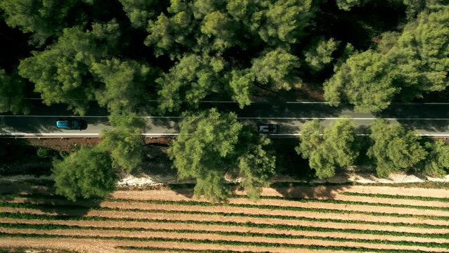 Aerial top down view of a cars driving along rural road at vineyards in Saint-Tropez. Summer vacation time