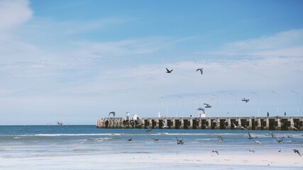 seagulls on the beach