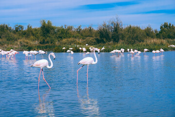 Pink flamingos in the regional park of the Camargue, the largest population of flamingos in Europe.