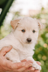 puppy with white hair looking at the camera