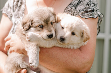 two fluffy puppies sitting on their hands