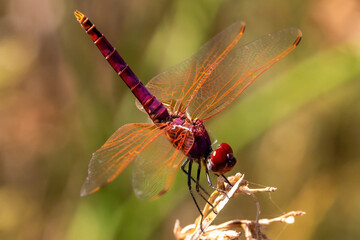 Macro photo of the red arrow dragonfly. Dragonfly with striking colors. Small winged insect.