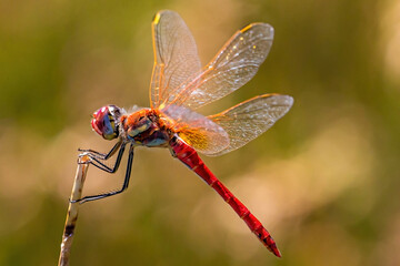 Macro photo of the red arrow dragonfly. Dragonfly with striking colors. Small winged insect.