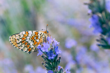 Papillon sur une fleur