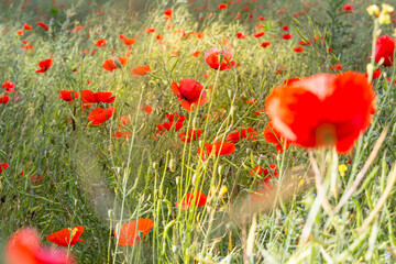 Fleurs coquelicots