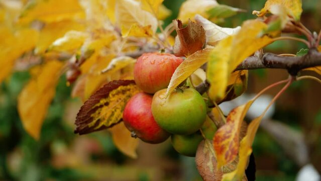Apples hang from a tree in Autumn 