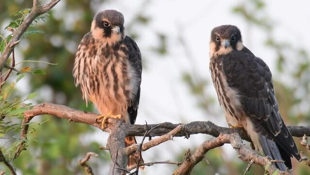 Hobby Falco subbuteo in the wild. Close up.
