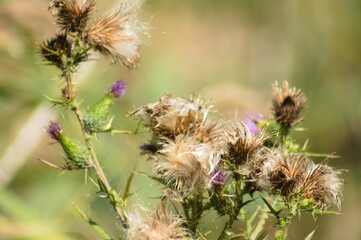 Closeup of bull thistle flowers and seeds with blurred background