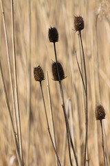 Close-p of brown cutleaf teasel seeds with golden blurred plants on background