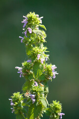 Closeup of black horehound flowers with dark green blurred background