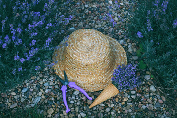 collecting lavender in France.A bouquet of lavender collected in a lavender field in Provence.