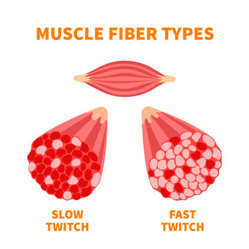 Skeletal muscle fiber types with slow twitch and fast twitch cross-section infographics. Red and white muscular tissue structure for aerobic and anaerobic exercises. Sport vector illustration.