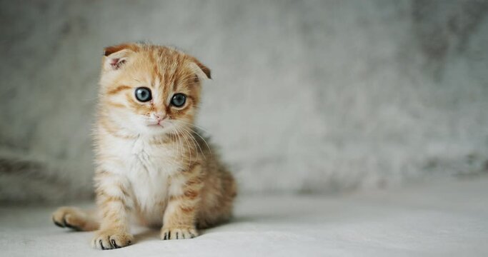 Funny ginger kitten sits on the sofa, looks attentively at something