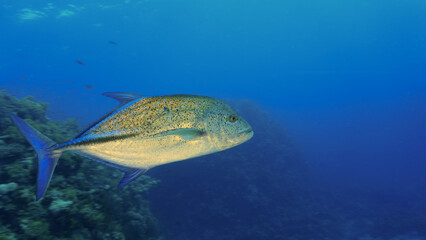 Obraz premium Underwater photo of the Golden Kingfish - a trevally fish in the deep blue sea. From a scuba dive.