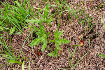 Acker-Kratzdistel / Distel in der Blüte