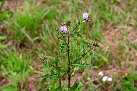Acker-Kratzdistel / Distel in der Bl&uuml;te
