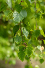 Birken Ast mit Blättern und Früchten