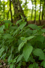 Brennnessel mit Samen im Sommer