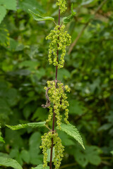Brennnessel mit Samen im Sommer