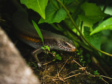 Common lizard in Bali jungle looking at the camera 
