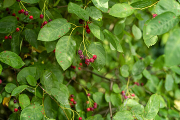 Felsenbirne Baum / Strauch
