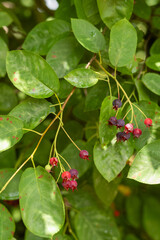 Felsenbirne Baum / Strauch